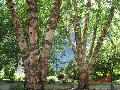Heritage River Birch / Betula nigra 